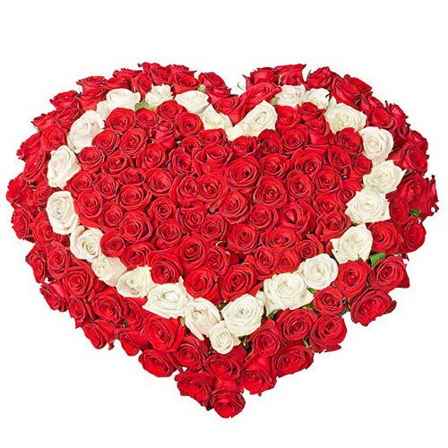 101 роза сердцем - красная, белая букет