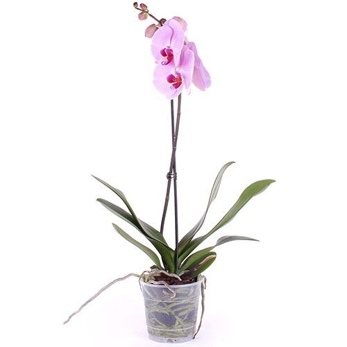 Орхидея фото товара