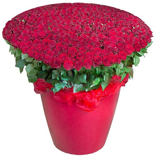 301 красная роза в большом вазоне фото