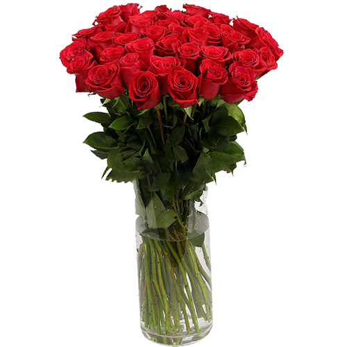 фото товара Роза импортная красная (поштучно) | «Роза Полтавы»