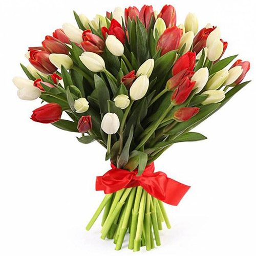 Фото товара 51 красно-белый тюльпан (с лентой)
