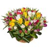 Фото товара 75 фиолетово-жёлтых тюльпанов