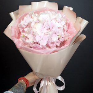 Розовая гортензия в Полтаве фото