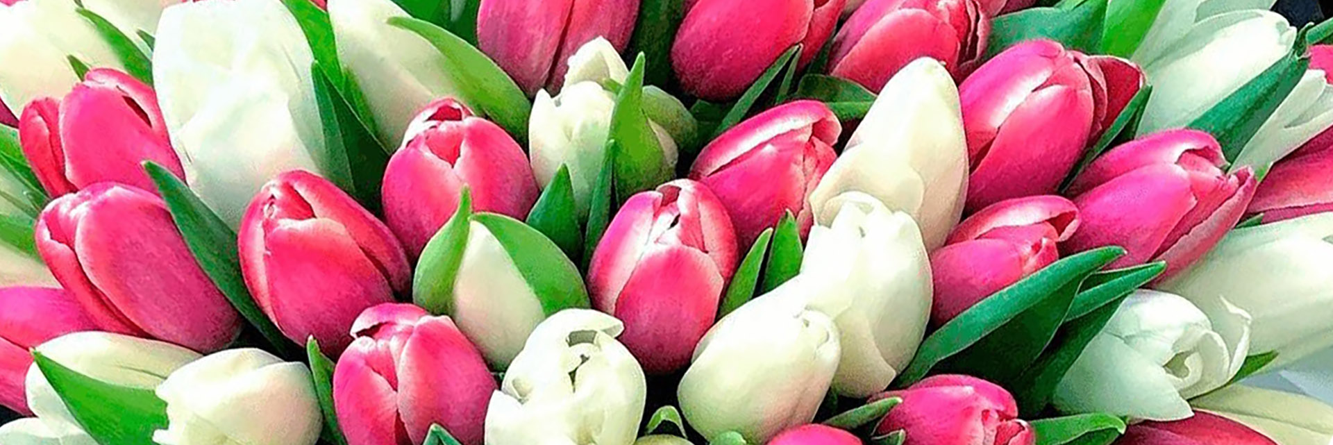категория товаров Тюльпаны | Сумы | «Роза Полтавы»